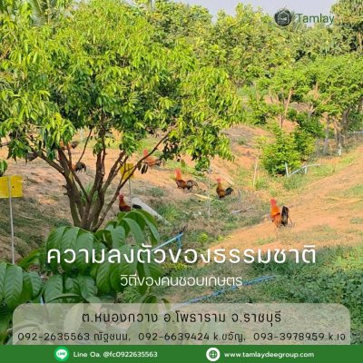 บ้านสวน วัยเกษียณ ปลูกพืชสวนผสม บนเนื้อที่ 4 ไร่ 60 ตร.วา