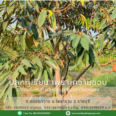 บ้านสวน วัยเกษียณ ปลูกพืชสวนผสม บนเนื้อที่ 4 ไร่ 60 ตร.วา