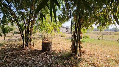 บ้านพร้อมที่ดินสวนเกษตร พร้อมบ่อน้ำ และโรงเรือนเลี้ยงสัตว์