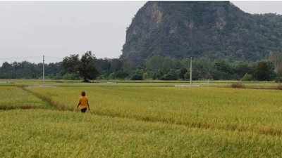 4 ไร่ 3 งาน 49 ตร.วา วิวเขา ทำเกษตรได้ มีคลองส่งน้ำ