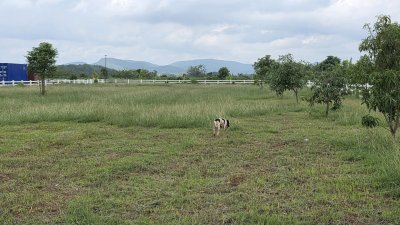 ที่ดินพร้อมสาธารณูปโภค ใกล้โครงการพระราชดำริเขาชะงุ้ม