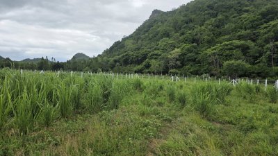 ที่ดินติดภูเขา ที่ดินโฉนด 350 ตร.วา 890,000.- อ.โพธาราม จ.ราชบุรี