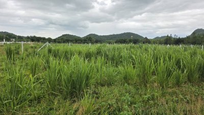 ที่ดินติดภูเขา ที่ดินโฉนด 350 ตร.วา 890,000.- อ.โพธาราม จ.ราชบุรี