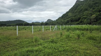 ที่ดินติดภูเขา ที่ดินโฉนด 350 ตร.วา 890,000.- อ.โพธาราม จ.ราชบุรี