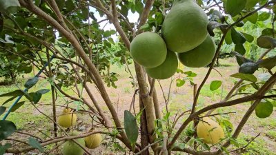 ที่ดินโฉนดติดคลองท่าเคย พร้อมบ้านพัก ลานกางเต้นท์ และอาคารอเนกประสงค์