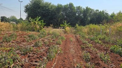 ที่ดิน 250 ตร.วา 450,000.- ติดถนนลาดยาง ใกล้อนามัย