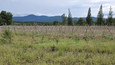 ขายที่ดินวิวสวย เห็นวิวเขาบ้านคา ต.หนองพันจันทร์ อ.บ้านคา จ.ราชบุรี ขายที่ดินวิวสวย เห็นวิวเขาบ้านคา ต.หนองพันจันทร์ อ.บ้านคา จ.ราชบุรี