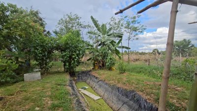 บ้านสวนผสมผสาน ต้นไม้ร่มรื่น ติดถนนลาดยาง พร้อมห้องทำงานริมบ่อน้ำ บ้านสวนผสมผสาน ต้นไม้ร่มรื่น ติดถนนลาดยาง พร้อมห้องทำงานริมบ่อน้ำ