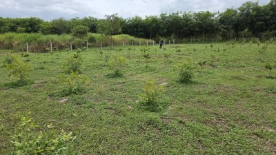 ที่ดิน 197 ตร.วา เข้าจากถนนทางหลวง 40 ม. ที่ดิน 197 ตร.วา เข้าจากถนนทางหลวง 40 ม.