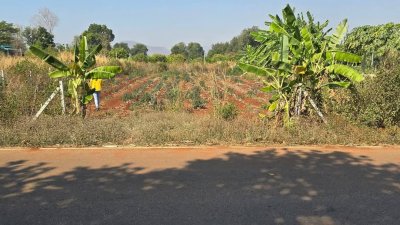 ที่ดิน 250 ตร.วา 450,000.- ติดถนนลาดยาง ใกล้อนามัย