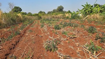 ที่ดิน 250 ตร.วา 450,000.- ติดถนนลาดยาง ใกล้อนามัย