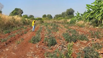 ที่ดิน 250 ตร.วา 450,000.- ติดถนนลาดยาง ใกล้อนามัย