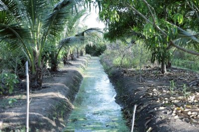 บ้านพร้อมสวนมะพร้าว และเกษตรผสมผสาน ติดคลองสาธารณะ บ้านพร้อมสวนมะพร้าว และเกษตรผสมผสาน ติดคลองสาธารณะ