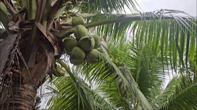 บ้านพร้อมสวนมะพร้าว และเกษตรผสมผสาน ติดคลองสาธารณะ