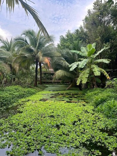 บ้านพร้อมสวนมะพร้าว และเกษตรผสมผสาน ติดคลองสาธารณะ