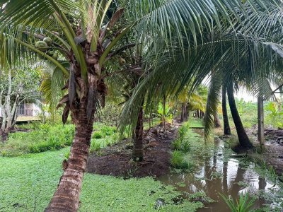 บ้านพร้อมสวนมะพร้าว และเกษตรผสมผสาน ติดคลองสาธารณะ