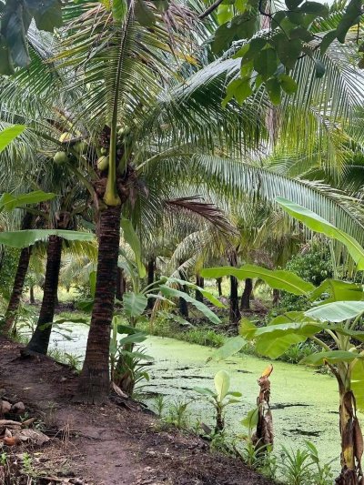 บ้านพร้อมสวนมะพร้าว และเกษตรผสมผสาน ติดคลองสาธารณะ