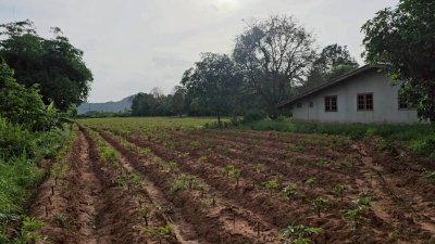 บ้านพร้อมที่ดิน ติดถนนสาธารณะ 2 ด้าน ใกล้ถนนทางหลวง โฉนดครุฑแดง บ้านพร้อมที่ดิน ติดถนนสาธารณะ 2 ด้าน ใกล้ถนนทางหลวง โฉนดครุฑแดง