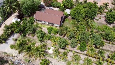 บ้านพร้อมสวนมะพร้าว และเกษตรผสมผสาน ติดคลองสาธารณะ บ้านพร้อมสวนมะพร้าว และเกษตรผสมผสาน ติดคลองสาธารณะ