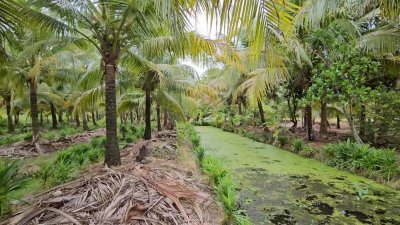 บ้านพร้อมสวนมะพร้าว และเกษตรผสมผสาน ติดคลองสาธารณะ
