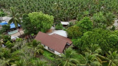บ้านพร้อมสวนมะพร้าว และเกษตรผสมผสาน ติดคลองสาธารณะ บ้านพร้อมสวนมะพร้าว และเกษตรผสมผสาน ติดคลองสาธารณะ