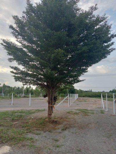 ขายที่ดินพร้อมบ้าน 200 ตร.วา 950,000 ครุฑแดง ฟรีโอน