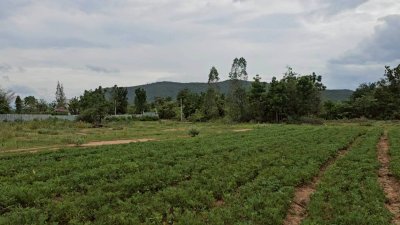 เนื้อที่ 2 ไร่ ราคาไร่ละ 350,000 บาท ต.รางบัว อ.จอมบึง จ.ราชบุรี