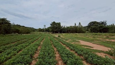 เนื้อที่ 2 ไร่ ราคาไร่ละ 350,000 บาท ต.รางบัว อ.จอมบึง จ.ราชบุรี เนื้อที่ 2 ไร่ ราคาไร่ละ 350,000 บาท ต.รางบัว อ.จอมบึง จ.ราชบุรี