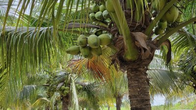 สวนมะพร้าว วิวเขา ติดถนนทางหลวง มีถนน 2 ด้าน หน้า-หลัง สวนมะพร้าว วิวเขา ติดถนนทางหลวง มีถนน 2 ด้าน หน้า-หลัง