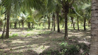 สวนมะพร้าว วิวเขา ติดถนนทางหลวง มีถนน 2 ด้าน หน้า-หลัง