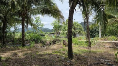 สวนมะพร้าว วิวเขา ติดถนนทางหลวง มีถนน 2 ด้าน หน้า-หลัง สวนมะพร้าว วิวเขา ติดถนนทางหลวง มีถนน 2 ด้าน หน้า-หลัง