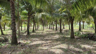 สวนมะพร้าว วิวเขา ติดถนนทางหลวง มีถนน 2 ด้าน หน้า-หลัง