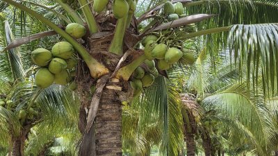 สวนมะพร้าว วิวเขา ติดถนนทางหลวง มีถนน 2 ด้าน หน้า-หลัง สวนมะพร้าว วิวเขา ติดถนนทางหลวง มีถนน 2 ด้าน หน้า-หลัง