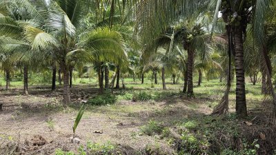 สวนมะพร้าว วิวเขา ติดถนนทางหลวง มีถนน 2 ด้าน หน้า-หลัง