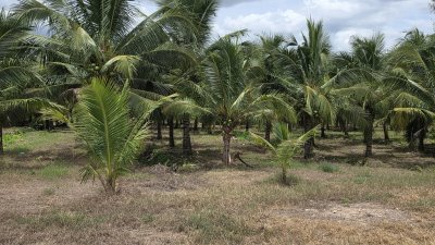 สวนมะพร้าว วิวเขา ติดถนนทางหลวง มีถนน 2 ด้าน หน้า-หลัง สวนมะพร้าว วิวเขา ติดถนนทางหลวง มีถนน 2 ด้าน หน้า-หลัง