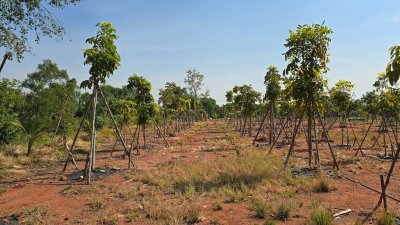 ขายที่ดินริมน้ำ หน้ากว้างที่ดินโฉนด 5 ไร่ ราคา 15.9 ล้านบาท ขายที่ดินริมน้ำ หน้ากว้างที่ดินโฉนด 5 ไร่ ราคา 15.9 ล้านบาท