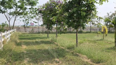 ที่ดินปลูกต้นไม้ผล ไม้ยืนต้นเหมาะบ้านสวน บ้านพักวัยเกษียณ