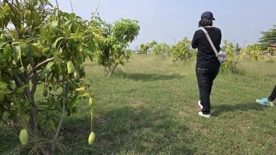 ที่ดินปลูกต้นไม้ผล ไม้ยืนต้นเหมาะบ้านสวน บ้านพักวัยเกษียณ ที่ดินปลูกต้นไม้ผล ไม้ยืนต้นเหมาะบ้านสวน บ้านพักวัยเกษียณ