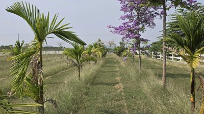 ที่ดินปลูกต้นไม้ผล ไม้ยืนต้นเหมาะบ้านสวน บ้านพักวัยเกษียณ ที่ดินปลูกต้นไม้ผล ไม้ยืนต้นเหมาะบ้านสวน บ้านพักวัยเกษียณ