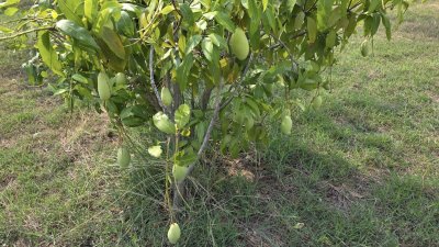 ที่ดินปลูกต้นไม้ผล ไม้ยืนต้นเหมาะบ้านสวน บ้านพักวัยเกษียณ ที่ดินปลูกต้นไม้ผล ไม้ยืนต้นเหมาะบ้านสวน บ้านพักวัยเกษียณ