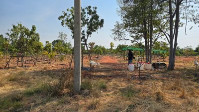 ขายที่ดินริมน้ำ หน้ากว้างที่ดินโฉนด 5 ไร่ ราคา 15.9 ล้านบาท