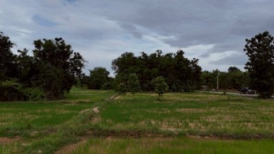 โฉนดเหมาะทำเกษตร, บ้านสวนผสมผสาน โคกหนองนา, ปลูกป่า เนื้อที่ 5 ไร่ โฉนดเหมาะทำเกษตร, บ้านสวนผสมผสาน โคกหนองนา, ปลูกป่า เนื้อที่ 5 ไร่