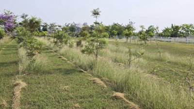 ที่ดินปลูกต้นไม้ผล ไม้ยืนต้นเหมาะบ้านสวน บ้านพักวัยเกษียณ