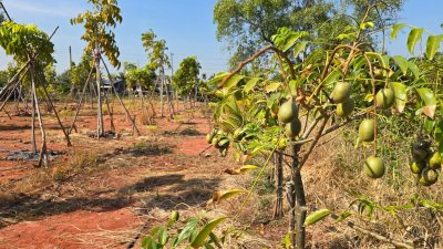 ขายที่ดินริมน้ำ หน้ากว้างที่ดินโฉนด 5 ไร่ ราคา 15.9 ล้านบาท ขายที่ดินริมน้ำ หน้ากว้างที่ดินโฉนด 5 ไร่ ราคา 15.9 ล้านบาท