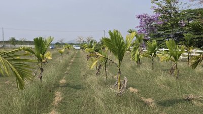 ที่ดินปลูกต้นไม้ผล ไม้ยืนต้นเหมาะบ้านสวน บ้านพักวัยเกษียณ