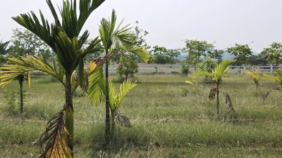 ที่ดินปลูกต้นไม้ผล ไม้ยืนต้นเหมาะบ้านสวน บ้านพักวัยเกษียณ ที่ดินปลูกต้นไม้ผล ไม้ยืนต้นเหมาะบ้านสวน บ้านพักวัยเกษียณ