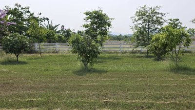 ที่ดินปลูกต้นไม้ผล ไม้ยืนต้นเหมาะบ้านสวน บ้านพักวัยเกษียณ