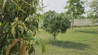 ที่ดินปลูกต้นไม้ผล ไม้ยืนต้นเหมาะบ้านสวน บ้านพักวัยเกษียณ ที่ดินปลูกต้นไม้ผล ไม้ยืนต้นเหมาะบ้านสวน บ้านพักวัยเกษียณ