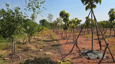 ขายที่ดินริมน้ำ หน้ากว้างที่ดินโฉนด 5 ไร่ ราคา 15.9 ล้านบาท