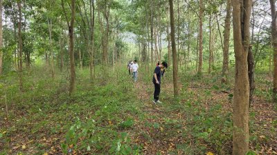 ที่ดินเกษตร ราคาถูก ไร่ละ 100,000.- ปลูกไม้ป่าผสม มีสวนมะม่วง และสวนไผ่